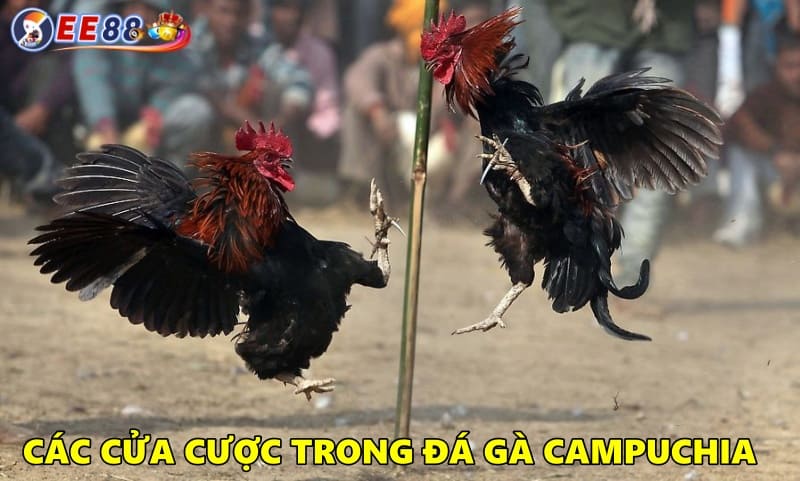 Các cửa cược trong game đá gà Campuchia